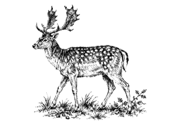 Dåhjort