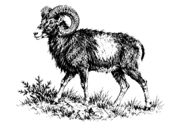 Mufflon